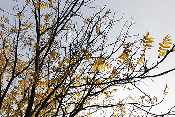 Image showing trees in autumn season