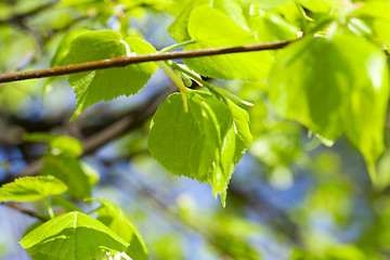 Image showing young leaves of linden tree