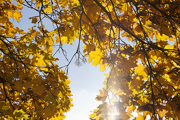 Image showing Park in the fall