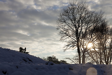 Image showing trees under snow