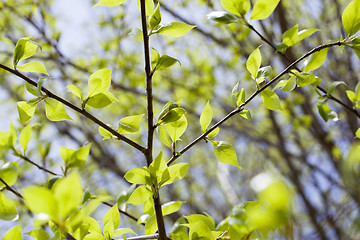 Image showing linden leaves, spring