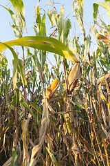 Image showing ears of ripe corn