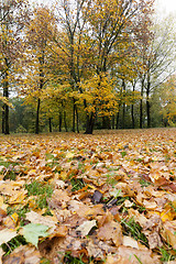 Image showing yellowed maple trees in autumn