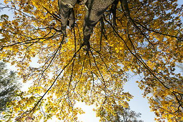 Image showing yellowed maple trees in autumn