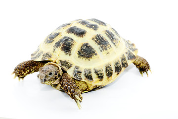 Image showing Testudo horsfieldi