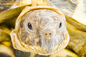 Image showing Testudo horsfieldi