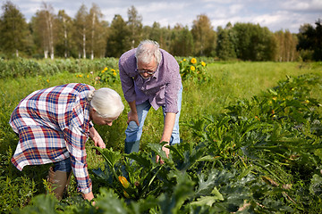 Image showing happy senior couple on squash garden bed at farm