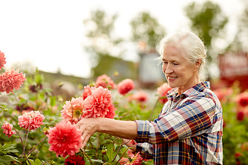 Image showing senior woman with dahlia flowers at summer garden