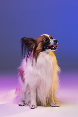 Image showing Studio portrait of a small yawning puppy Papillon