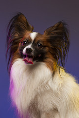 Image showing Studio portrait of a small yawning puppy Papillon