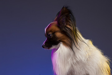 Image showing Studio portrait of a small yawning puppy Papillon