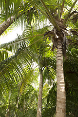 Image showing Palm tree forest