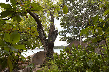 Image showing Landscape at Anse Lazio, Seychelles