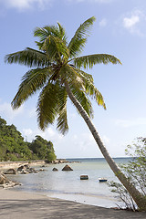 Image showing Tropical palm tree, travel background