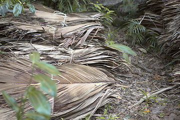 Image showing Dried palm tree leaves at wayside