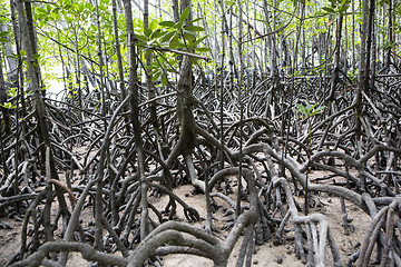 Image showing Mangroves forest at Curieuse island, Seychelles