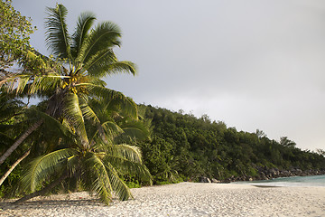 Image showing Beach panorama with palm trees