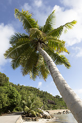 Image showing Tropical palm tree, travel background