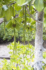 Image showing Mangroves forest at Curieuse island, Seychelles