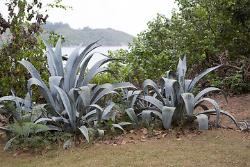 Image showing Huge Aloe Vera plants