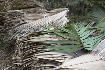 Image showing Dried palm tree leaves at wayside