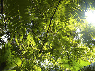 Image showing Green roof in the jungle