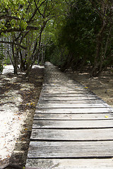 Image showing Wooden path through the jungle of Curieuse island, Seychelles