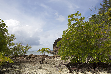 Image showing Tropical coastline at Curieuse island, Seychelles