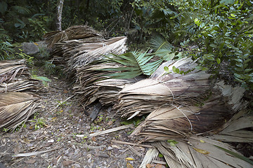 Image showing Dried palm tree leaves at wayside