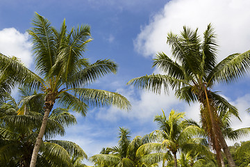 Image showing Tropical palm trees, travel background