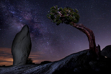 Image showing Milky Way Over a Juniper Tree in Joshua Tree National Park  USA