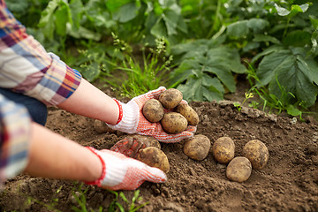 Image showing farmer with potatoes at farm garden