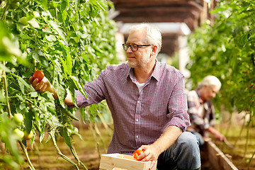 Image showing old man picking tomatoes up at farm greenhouse