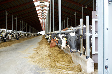 Image showing herd of cows eating hay in cowshed on dairy farm