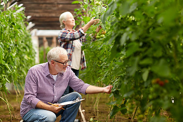 Image showing senior couple growing tomatoes at farm greenhouse