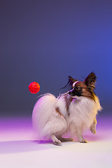 Image showing Studio portrait of a small yawning puppy Papillon