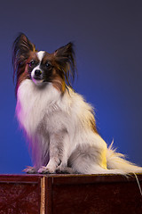 Image showing Studio portrait of a small yawning puppy Papillon