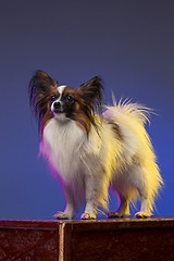 Image showing Studio portrait of a small yawning puppy Papillon