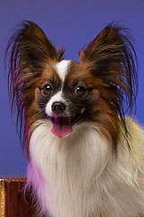 Image showing Studio portrait of a small yawning puppy Papillon