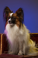Image showing Studio portrait of a small yawning puppy Papillon