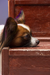 Image showing Studio portrait of a small yawning puppy Papillon