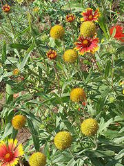 Image showing Blossoms and spheres