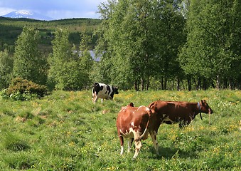 Image showing Grazing heifers