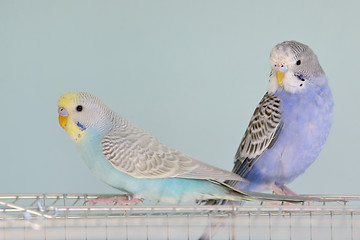 Image showing Colorful Budgerigar parrots