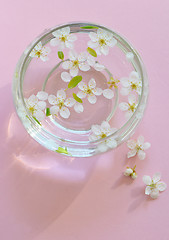 Image showing Cherry blossom on pink background