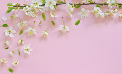 Image showing Cherry blossom on pink background