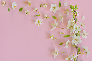 Image showing Cherry blossom on pink background