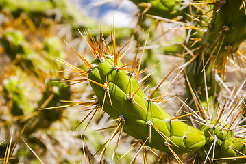 Image showing Sharp spines of cactus