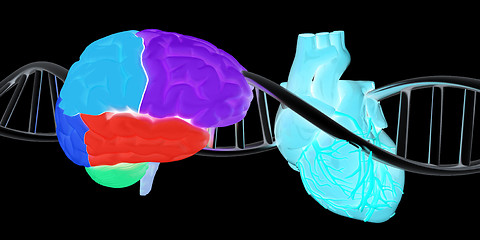 Image showing DNA, brain and heart. 3d illustration