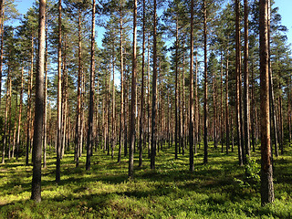 Image showing Scenic forest in summer day